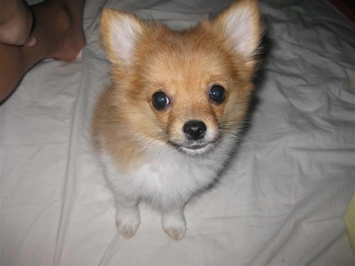 Blanding af racer Kalle billede 7