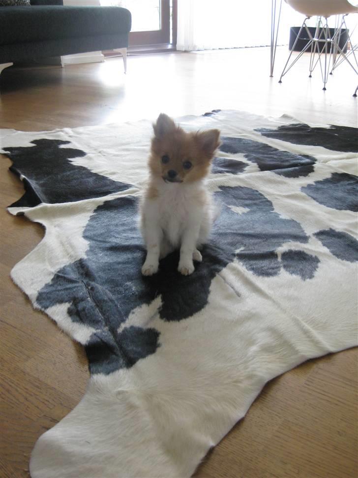 Blanding af racer Kalle billede 8