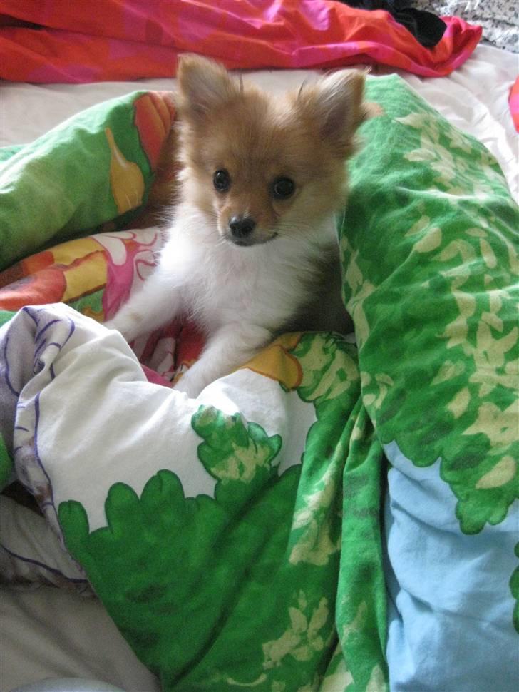 Blanding af racer Kalle billede 9