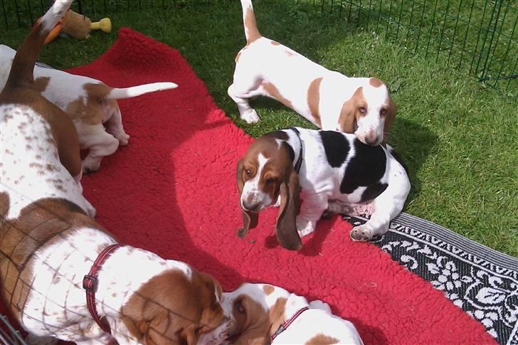 Basset hound Jentriols Godzilla billede 12