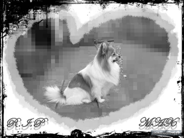 Blanding af racer Chi/Papillon Max*R.I.P* billede 6