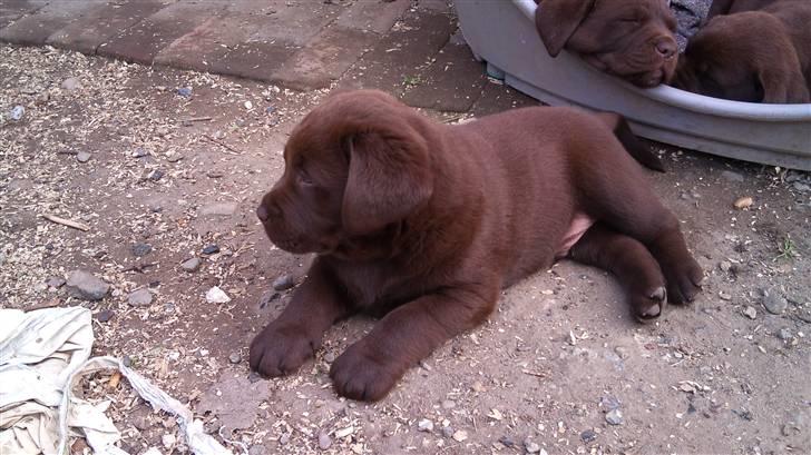 Blanding af racer Morgan billede 2