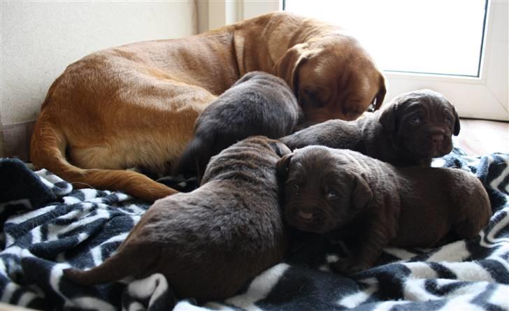 Blanding af racer Morgan billede 3