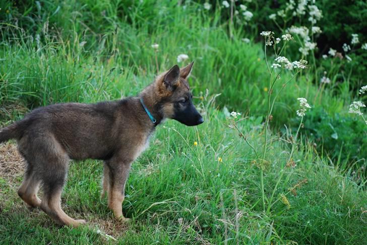 Schæferhund Vega ( Død d.28/12-10) billede 9