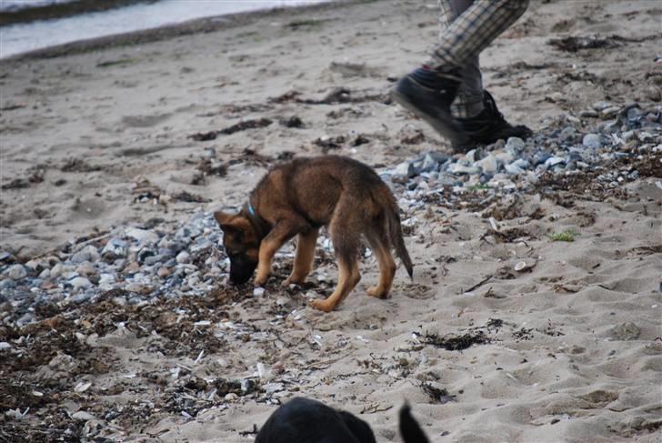 Schæferhund Vega ( Død d.28/12-10) billede 10