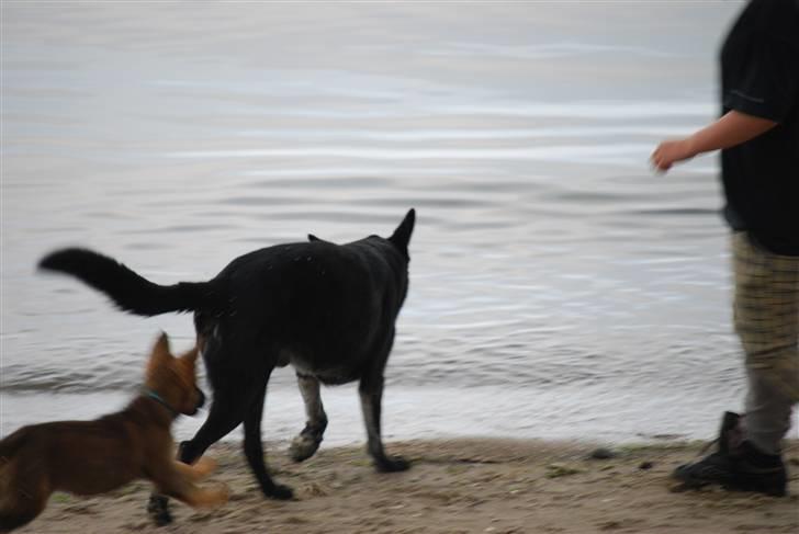 Schæferhund Vega ( Død d.28/12-10) billede 12