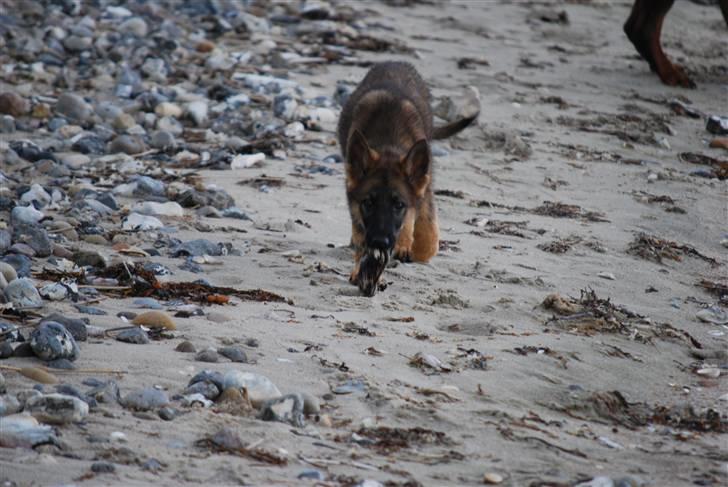 Schæferhund Vega ( Død d.28/12-10) billede 14