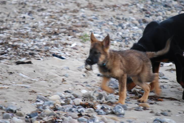 Schæferhund Vega ( Død d.28/12-10) billede 15