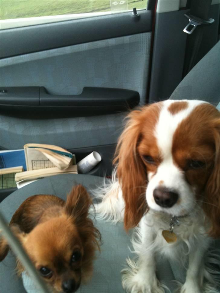 Cavalier king charles spaniel Agersbøls Liva - Liva med legeveninden Misja der pt. er i pasning billede 13