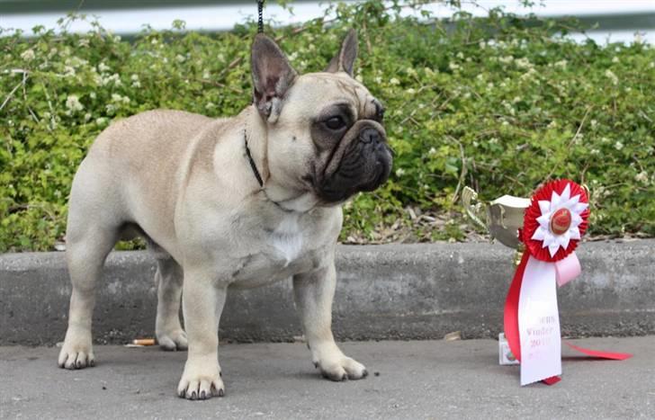 Fransk bulldog Bullconnexion Hector billede 17