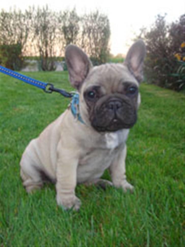 Fransk bulldog Bullconnexion Hector billede 18