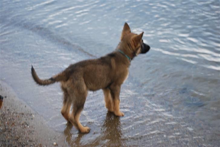 Schæferhund Vega ( Død d.28/12-10) - Tak for kigget
-knus Vega!:D billede 20