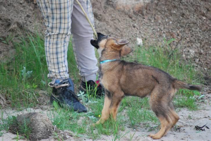 Schæferhund Vega ( Død d.28/12-10) billede 17