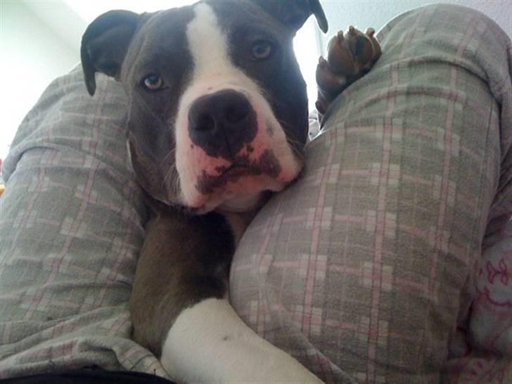 Amerikansk staffordshire terrier Commando Aio billede 16