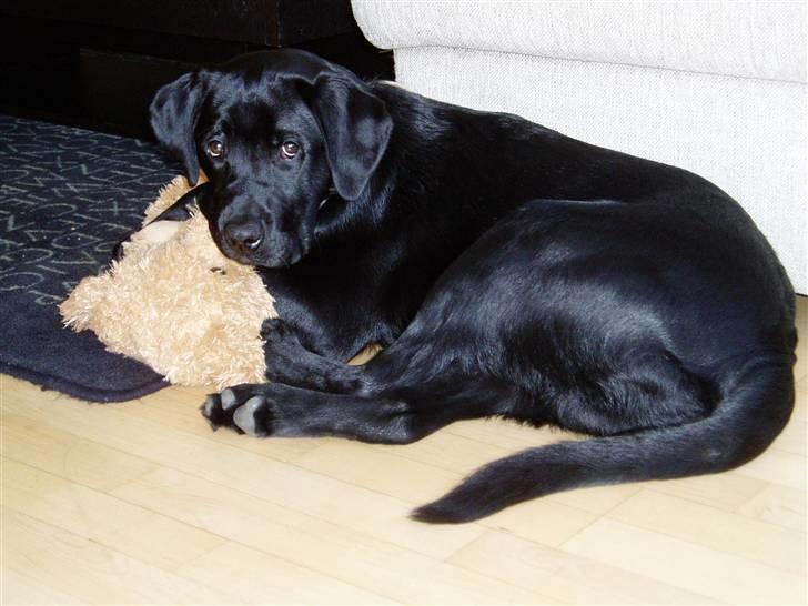 Labrador retriever Nando R.I.P - Nando 6 måneder billede 18