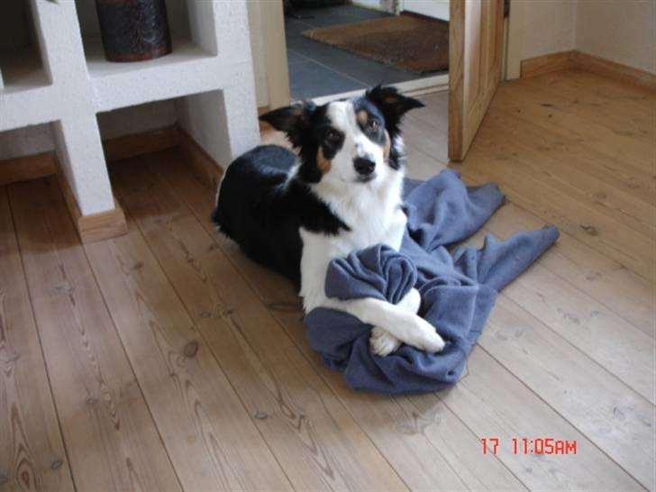 Border collie Tess - Tess med tæppe... billede 11
