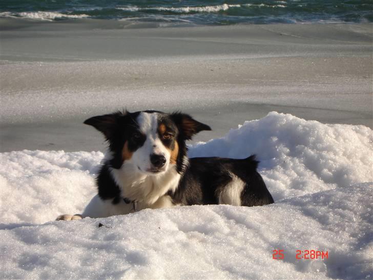 Border collie Tess - På isen vinter 2010 billede 12
