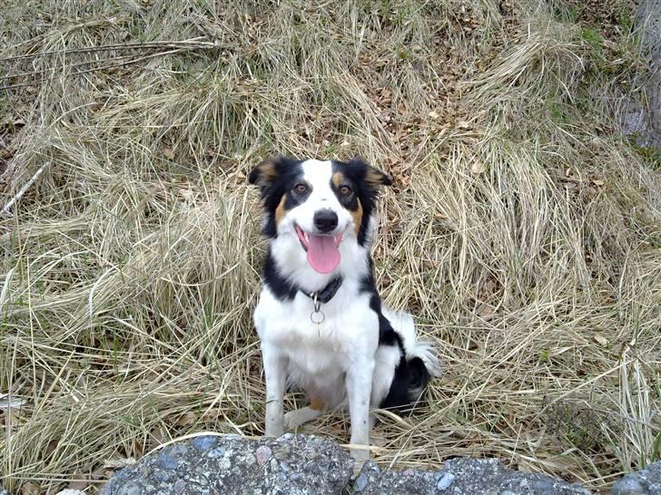 Border collie Tess - På stranden, forår 2010 billede 13