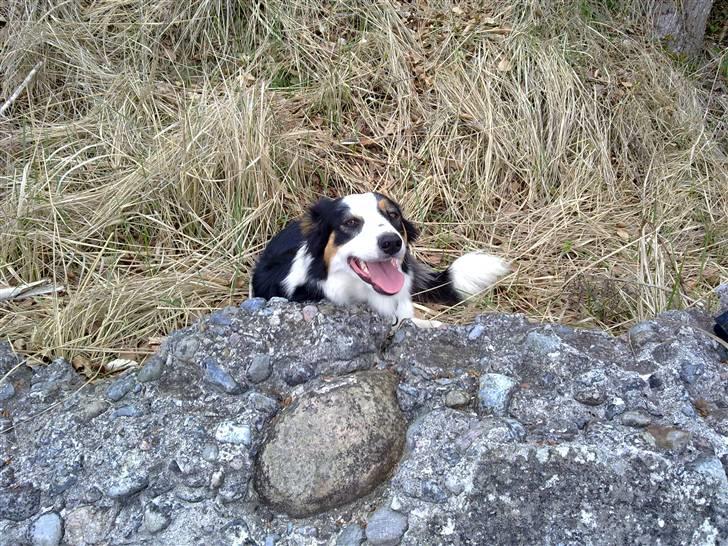 Border collie Tess billede 14
