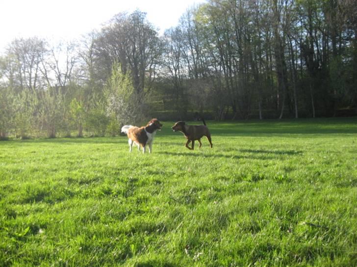 Blanding af racer Quila - Quila og hendes gode ven Chiko :) billede 22