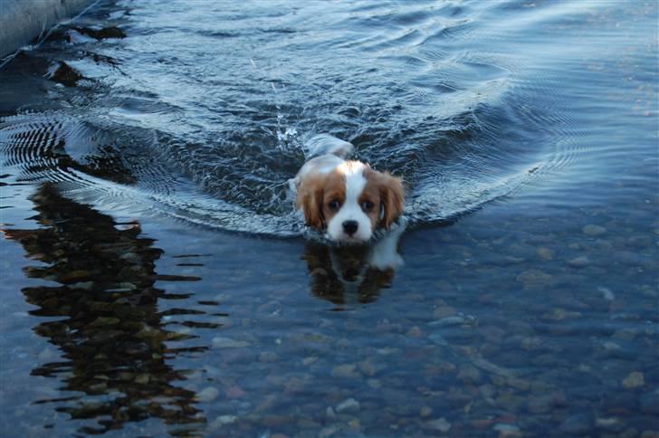 Cavalier king charles spaniel Freja - freja i vandet ved kallø, ikke det sjoveste syntes hun. billede 8