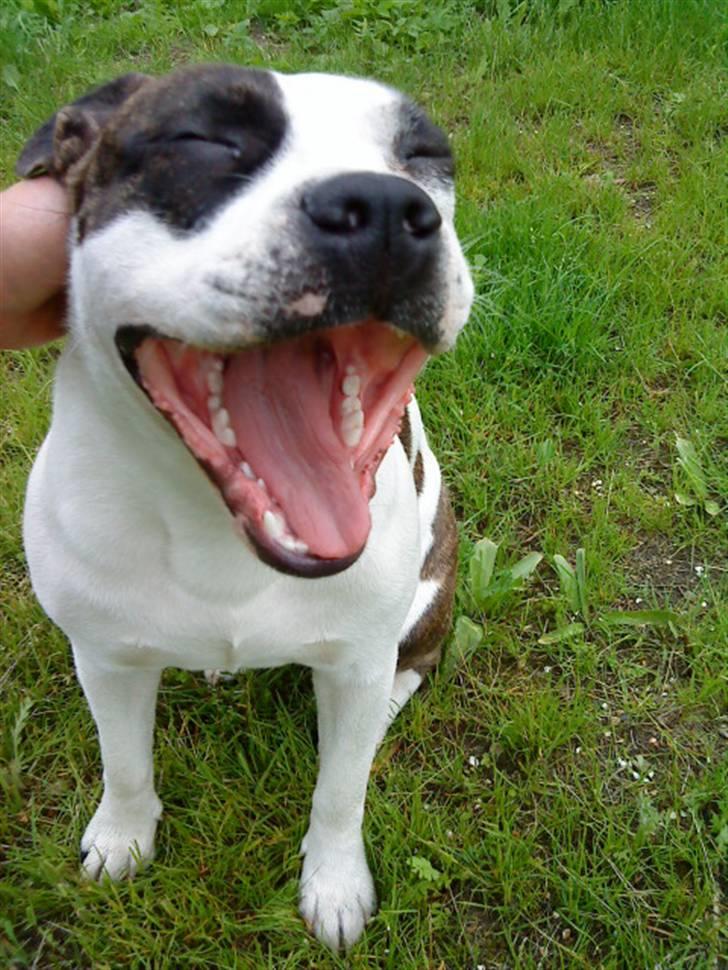 Amerikansk staffordshire terrier DKK For Your Eyes Only  billede 7