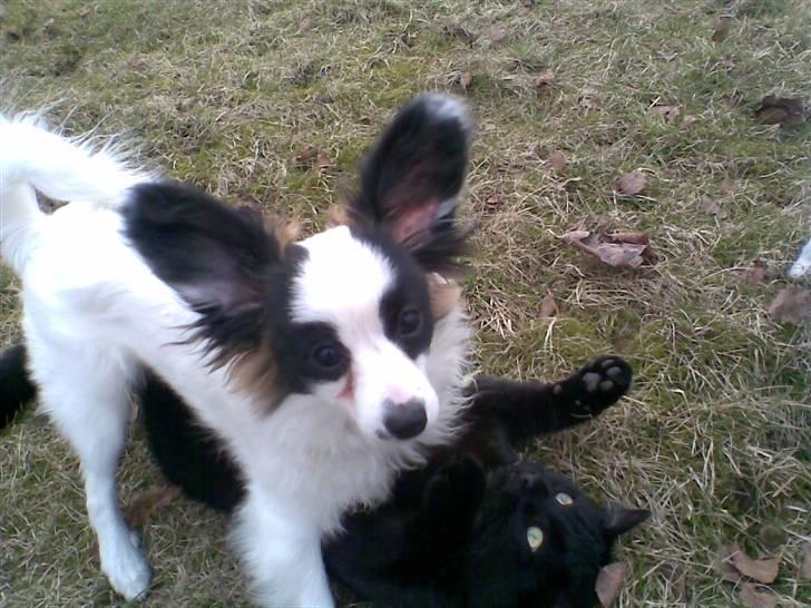 Papillon Zimba - Se jeg har nedlagt katten og jeg er smart siger Mor og Far med begge mine ører oppe ;) billede 17