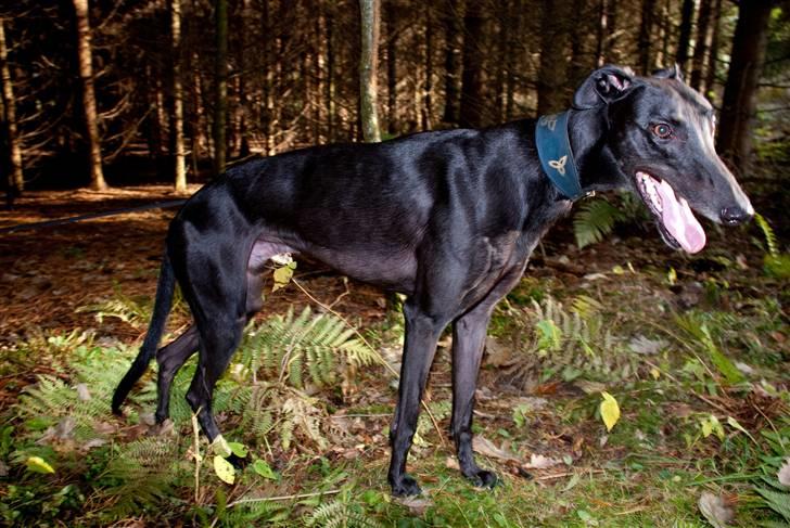 Greyhound Wild Black Ghost - taget af fotograf Matthias Rohde billede 12