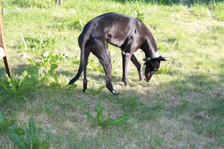 Greyhound Wild Black Ghost billede 13