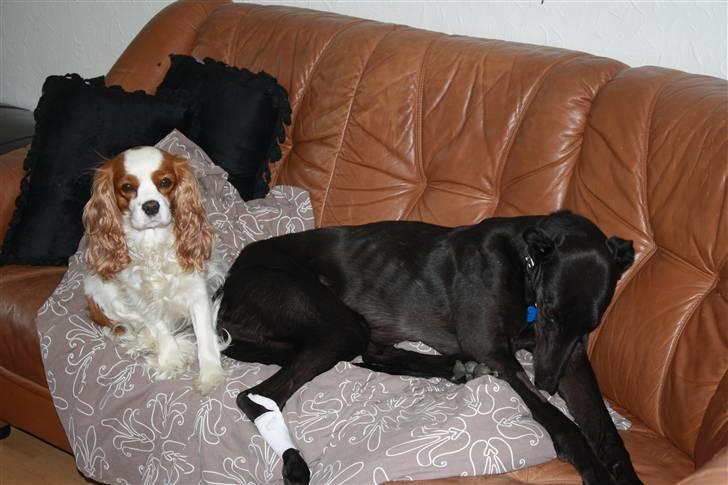 Greyhound Wild Black Ghost billede 14