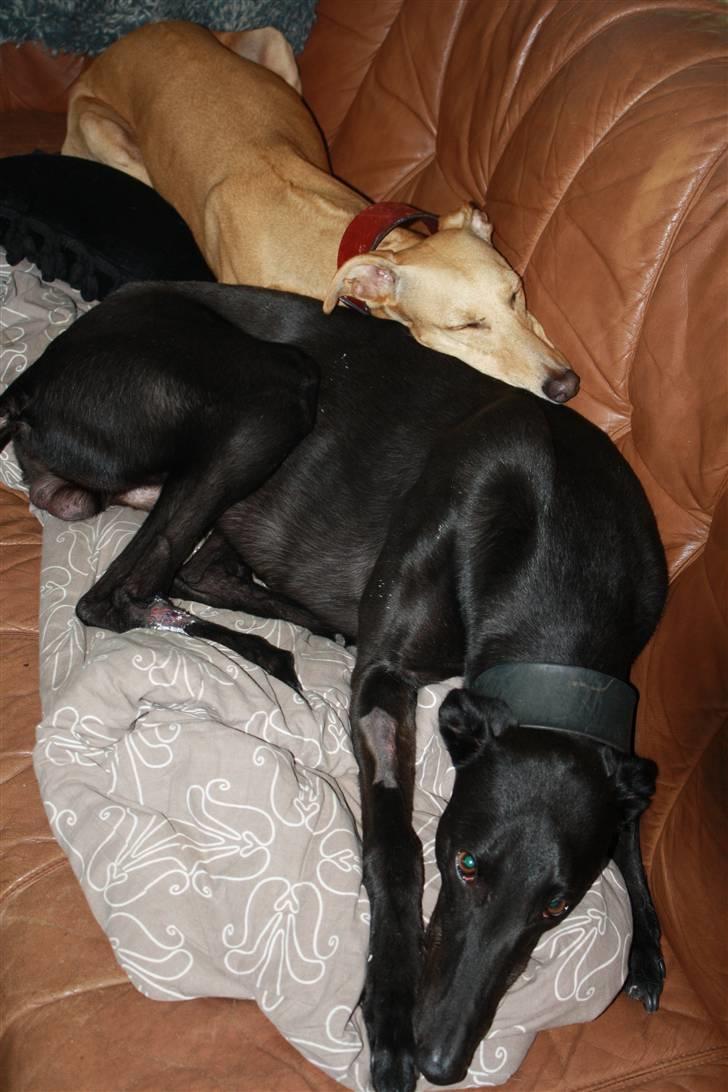 Greyhound Wild Black Ghost billede 15