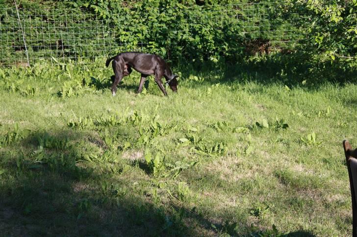 Greyhound Wild Black Ghost billede 16