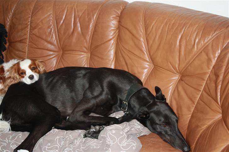 Greyhound Wild Black Ghost billede 17