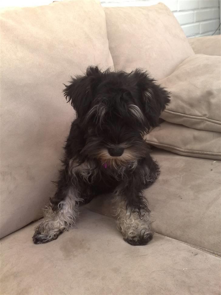 Dvaergschnauzer "Pjok" billede 1