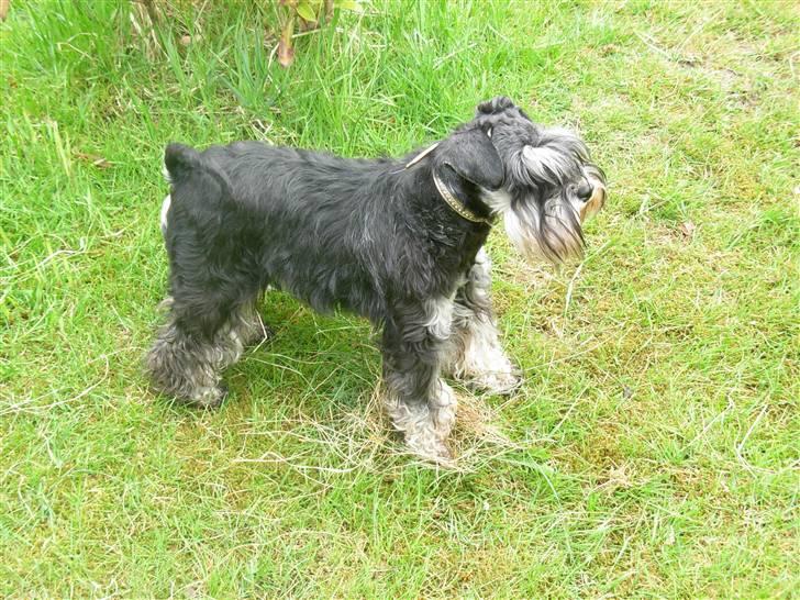 Dvaergschnauzer "Pjok" billede 2