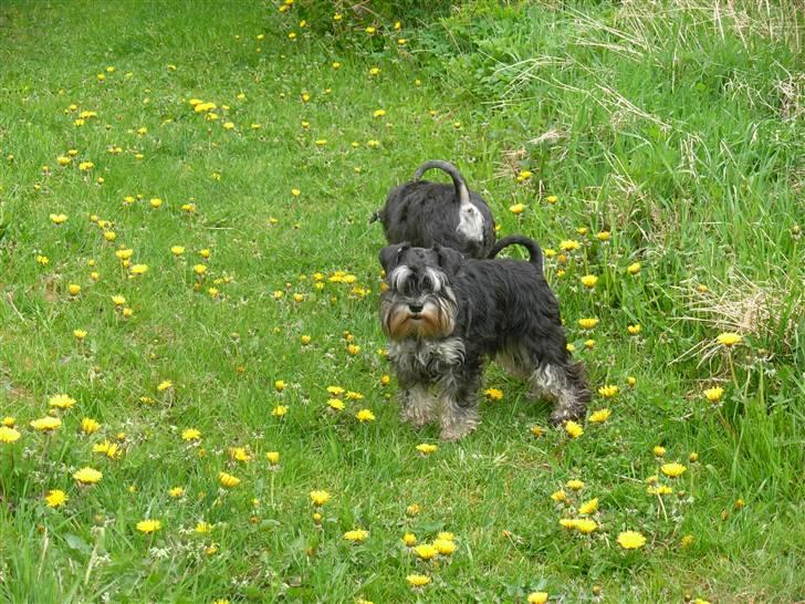 Dvaergschnauzer "Pjok" billede 3