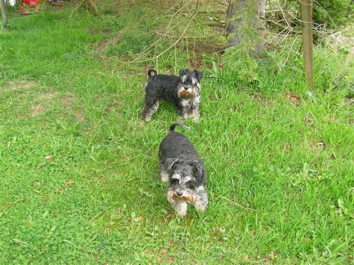 Dvaergschnauzer "Pjok" billede 4