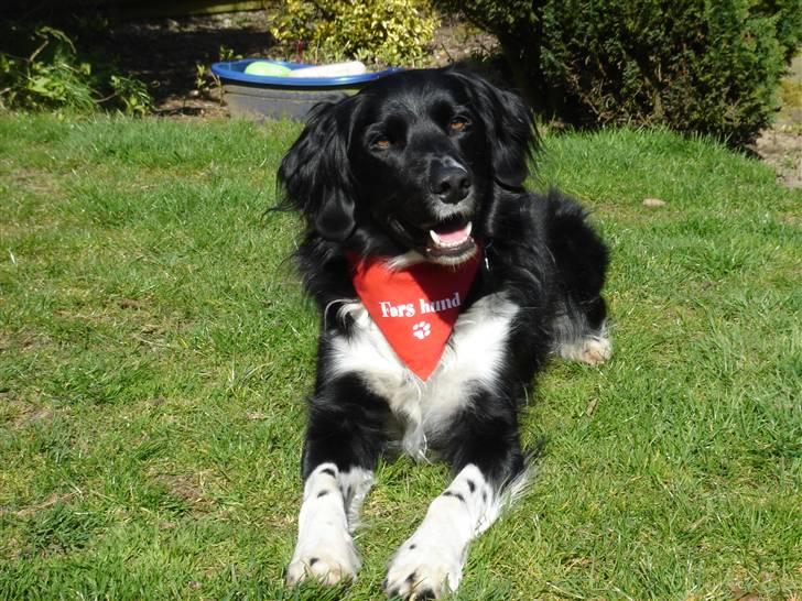 Blanding af racer snuske - hej her er far´s hund. billede 11