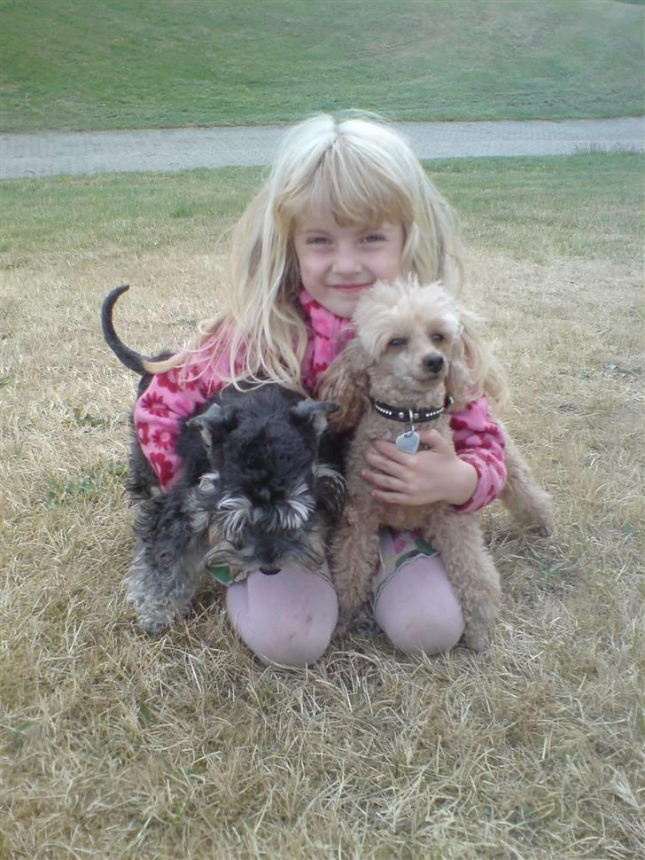 Dvaergschnauzer Ziza billede 1