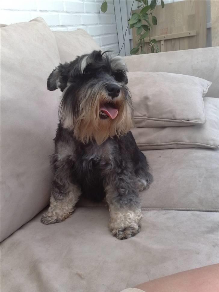 Dvaergschnauzer Ziza billede 2