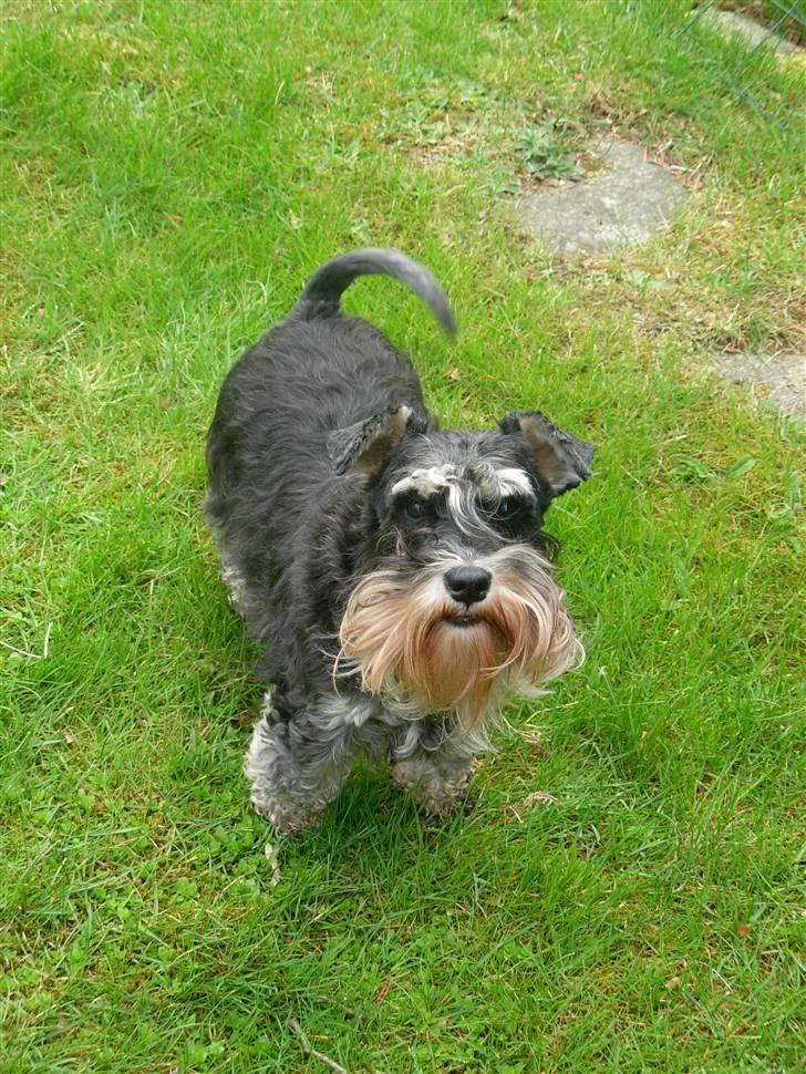 Dvaergschnauzer Ziza billede 3