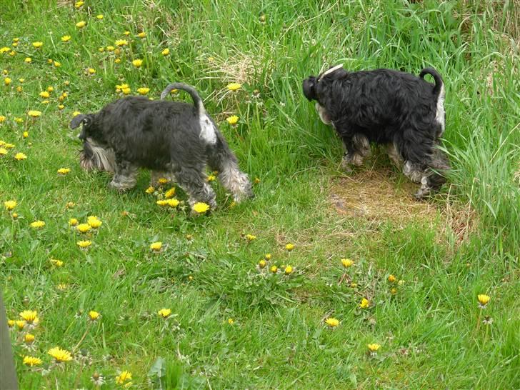 Dvaergschnauzer Ziza billede 4
