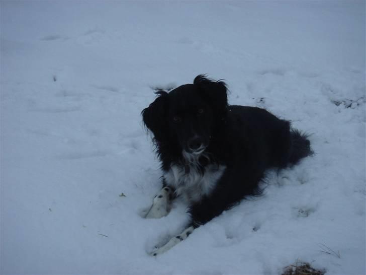 Blanding af racer snuske - mig i sneen 2010. billede 12