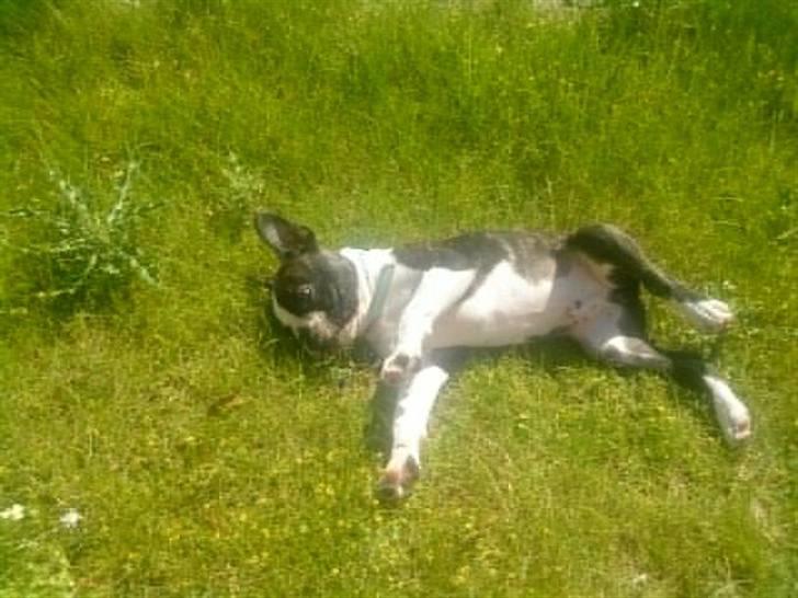 Boston terrier Unik billede 9