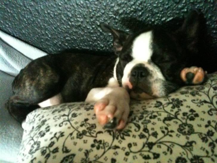 Boston terrier Unik billede 11