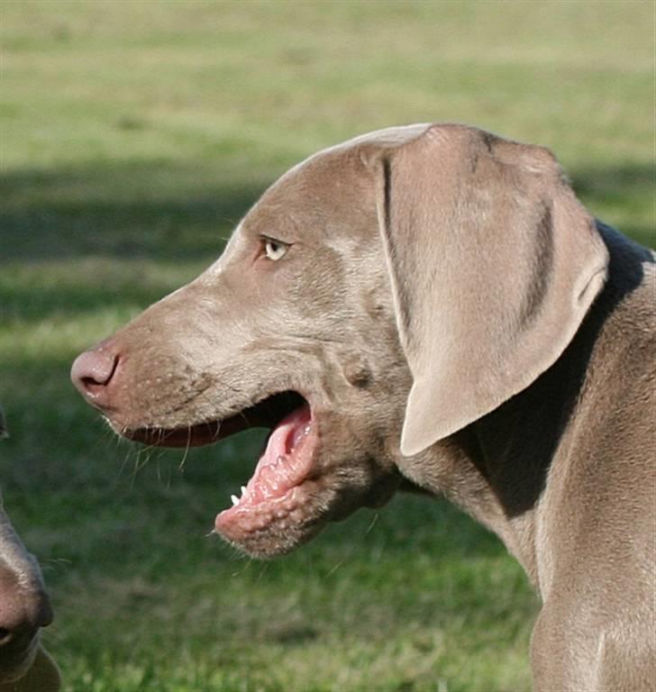 Weimaraner Hot Shoot´s Lotto (Anden) HD-A - Lille frøken gavflab billede 10