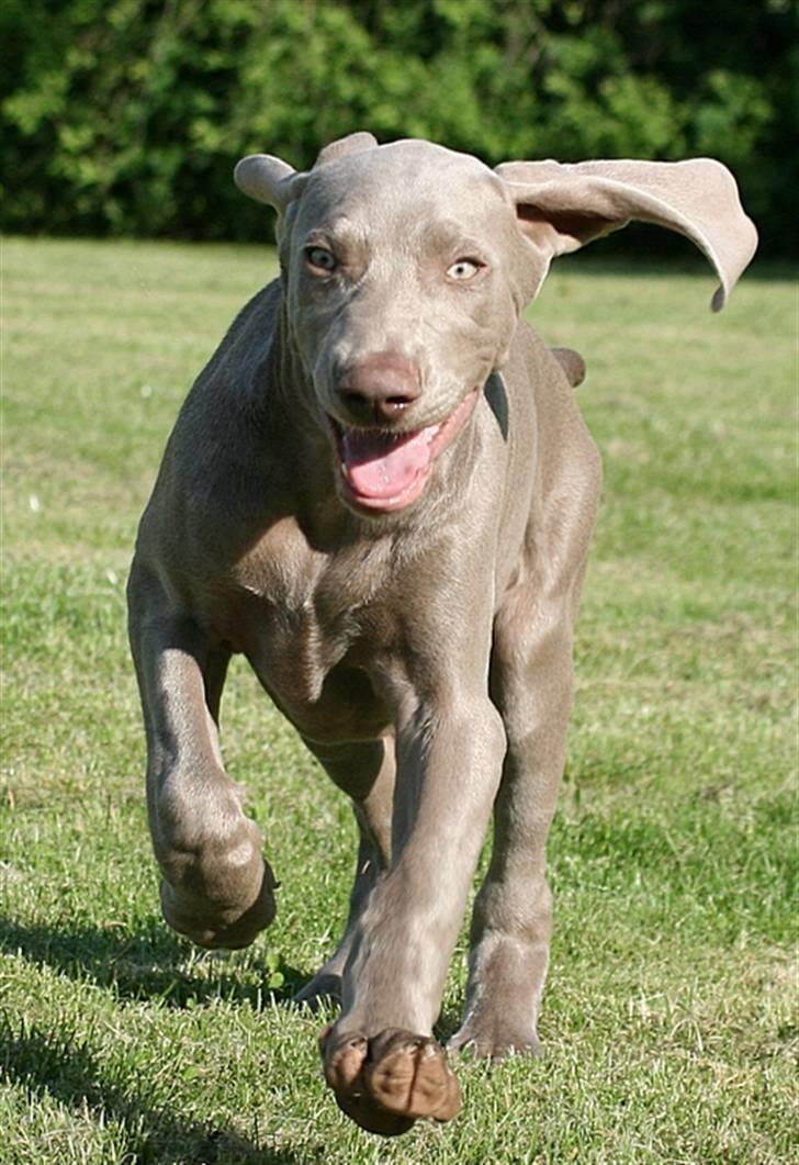 Weimaraner Hot Shoot´s Lotto (Anden) HD-A - Kommer da når du kalder - eller nowet billede 11