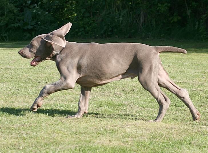 Weimaraner Hot Shoot´s Lotto (Anden) HD-A - Lidt stærkt er jeg da begyndt at løbe billede 12