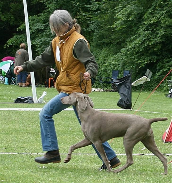 Weimaraner Hot Shoot´s Krimi HD A/B - Krimi på sin første udstilling 7 mdr gl. SL, 1v - Bedste hvalp billede 17