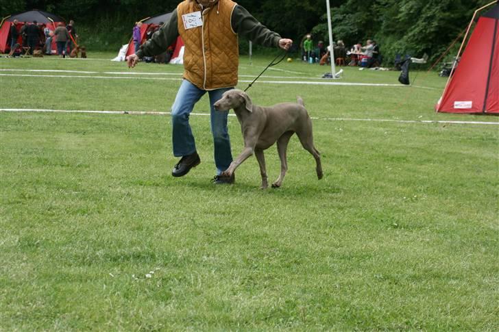 Weimaraner Hot Shoot´s Krimi HD A/B billede 18